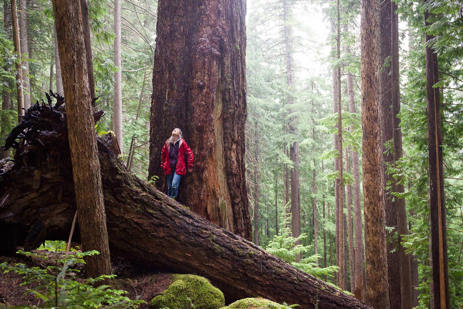 ACTION ALERT: Speak up for ancient forests. Submit your feedback on Budget 2021 by June 26th!