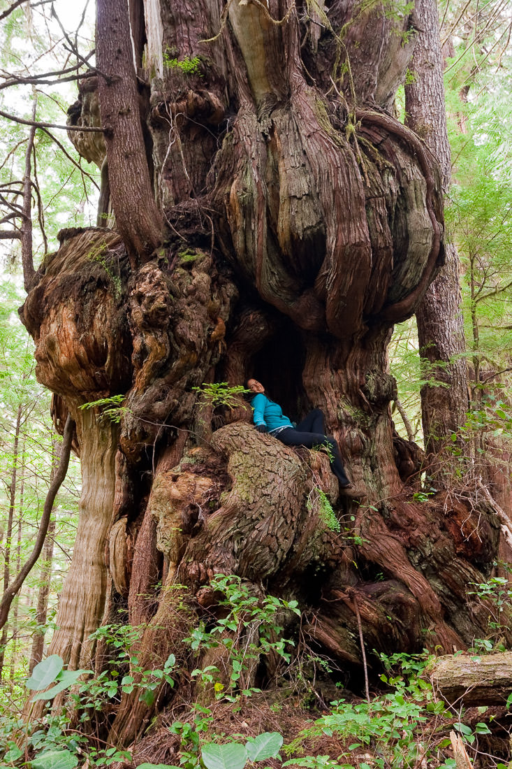 One of the most phenomenal trees on this planet! This bulbous redcedar grows along the trail to the Cheewhat Giant (Canada's largest tree) in the Pacific Rim National Park on Vancouver Island.