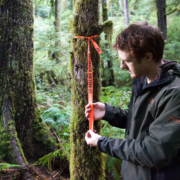 central-walbran-ancient-forest-logging-tape