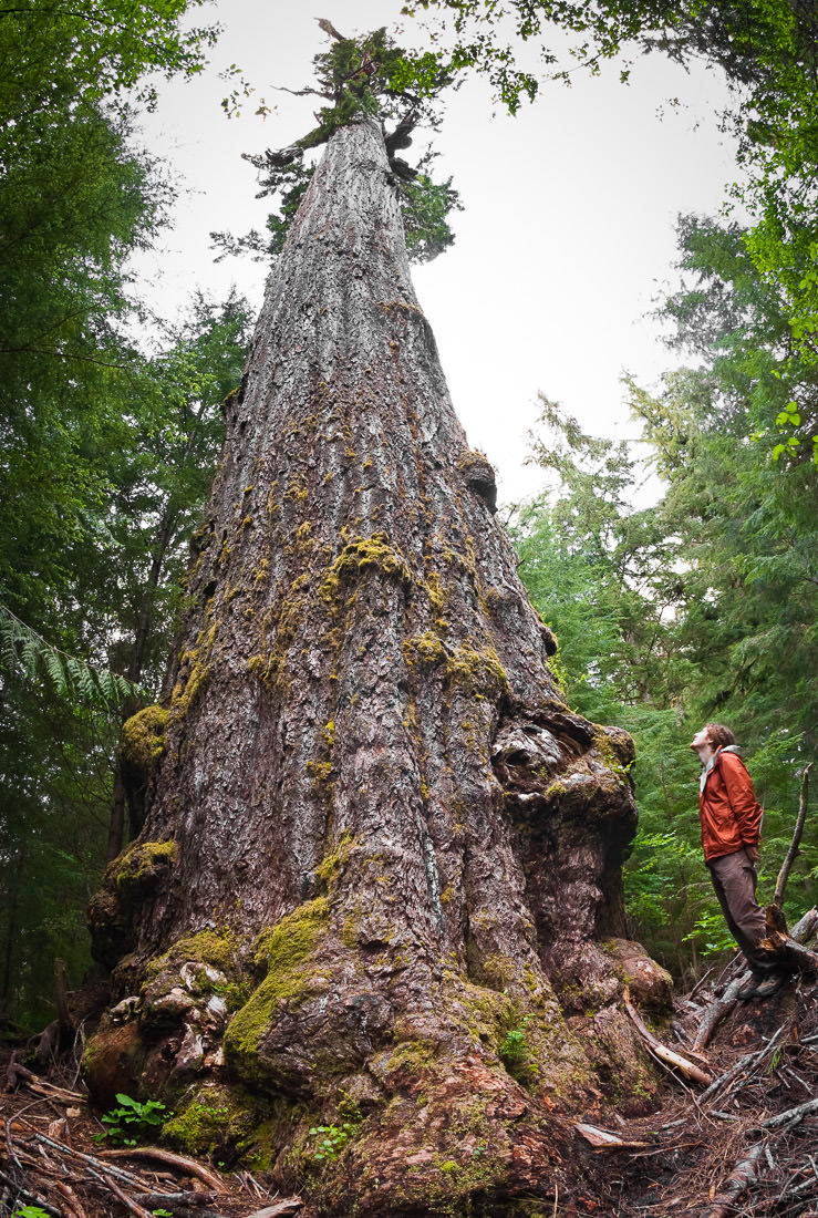 The Red Creek Fir is the world's largest Douglas-fir tree! It grows in the San Juan Valley near Port Renfrew. The towering tree is estimated to be over a thousand years old! Height: 242 ft (73.8 m) Diameter: 13'9 ft (4.2 m)