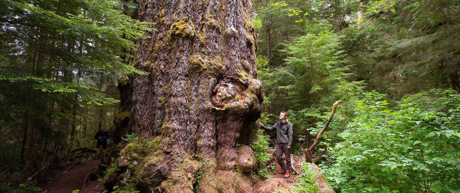 World's biggest Douglas-fir tree, the Red Creek Fir.