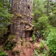 World's biggest Douglas-fir tree, the Red Creek Fir.