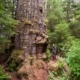World's biggest Douglas-fir tree, the Red Creek Fir.