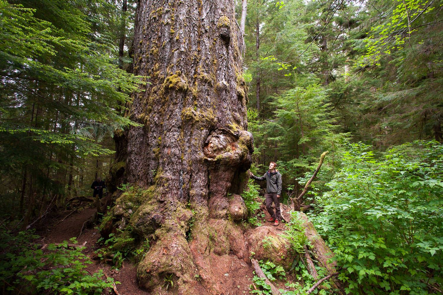 World's biggest Douglas-fir tree, the Red Creek Fir.