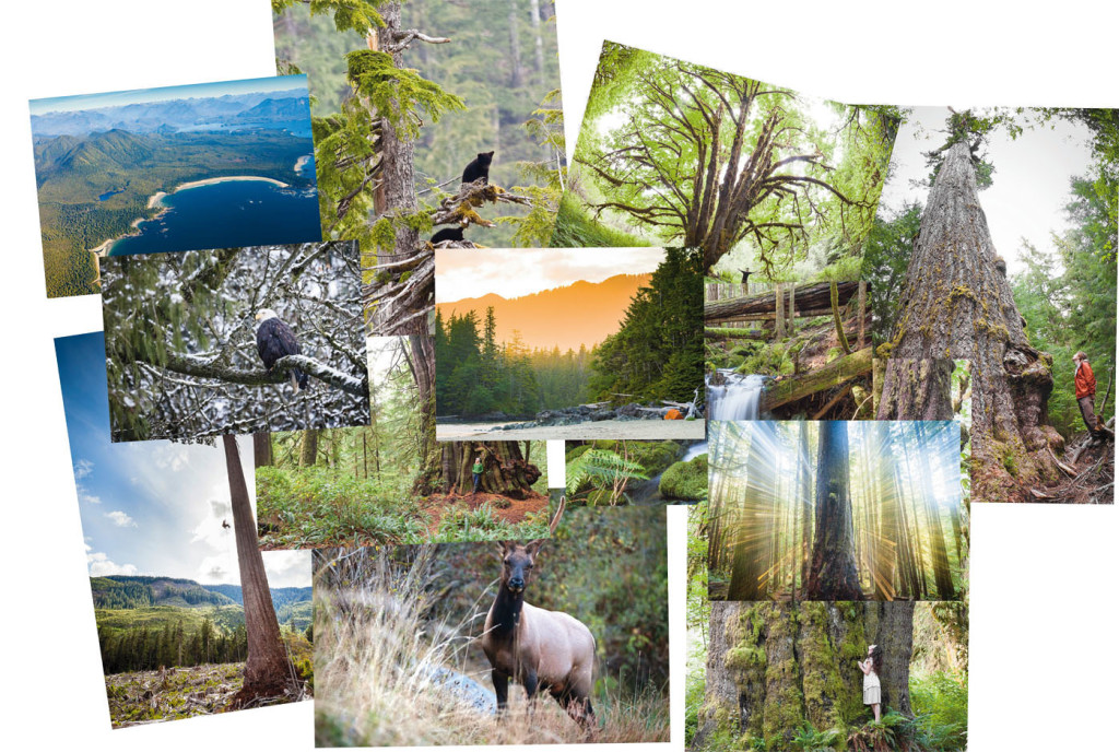 12 images of the AFA greeting cards, including old-growth sunset, Big Lonely Doug, Mossy Maple Grove, Roosevelt elk, Avatar Grove, San Juan Spruce, an aerial image of Flores Island, and many more! 
