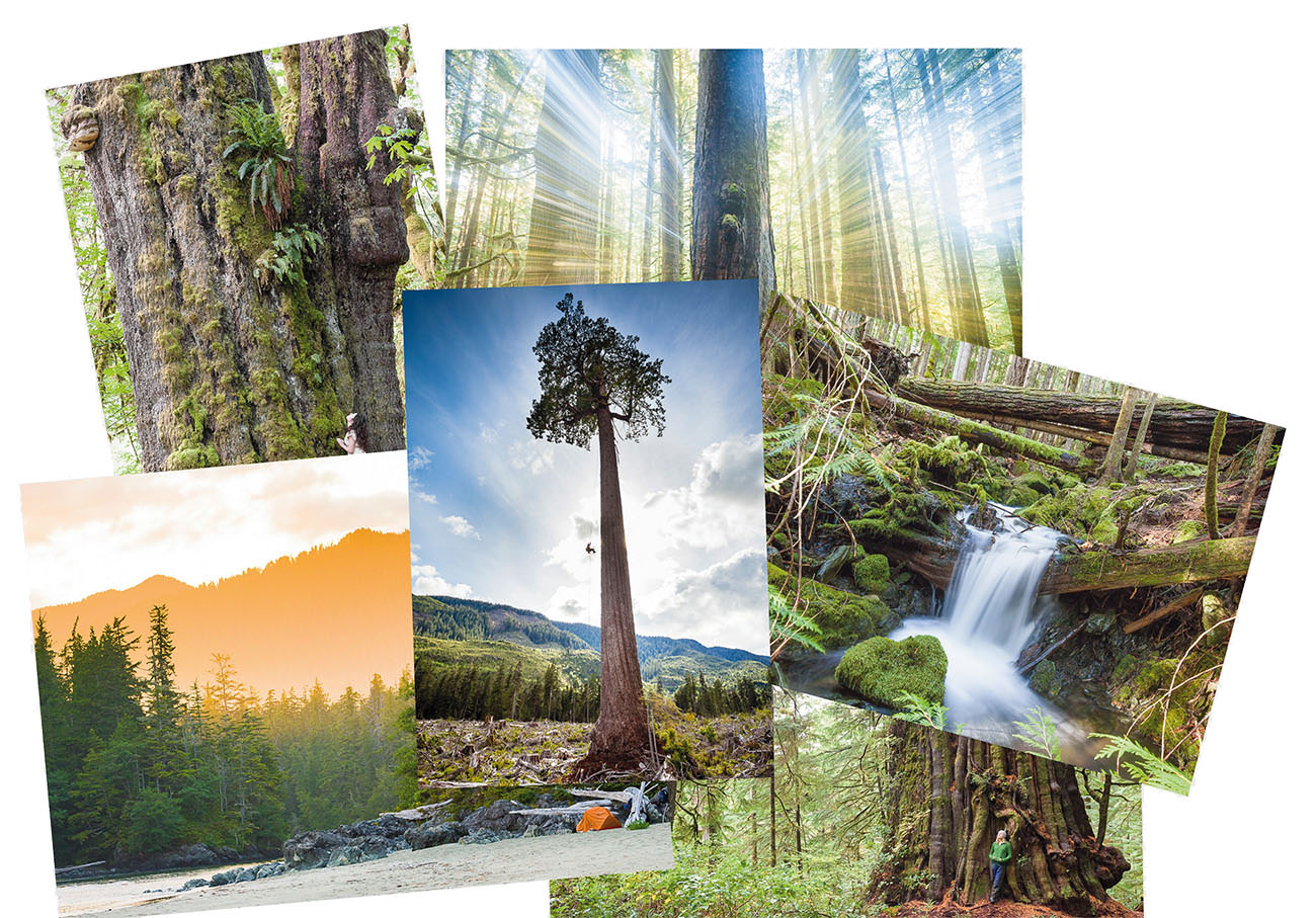 Six of the many images that are depicted on AFA's greeting cards, including Big Lonely Doug, an old-growth sunset, waterfall, the San Juan Spruce, Cheewhat Giant, and Avatar Grove