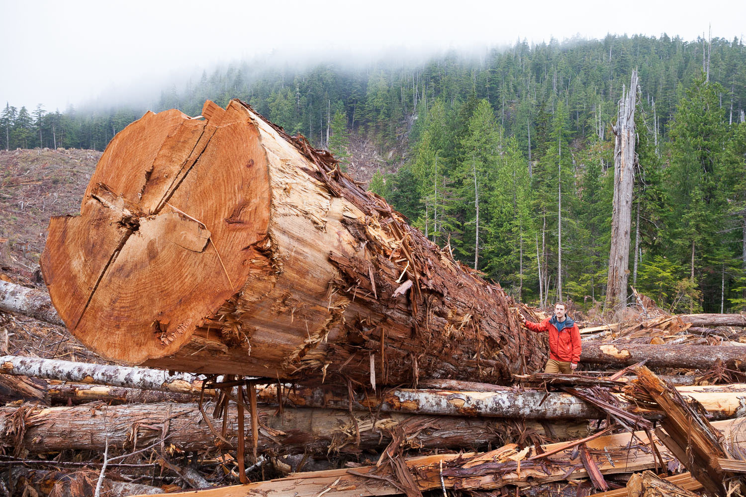 Old-growth logging on Edinburgh Mt. near Port Renfrew in 2016