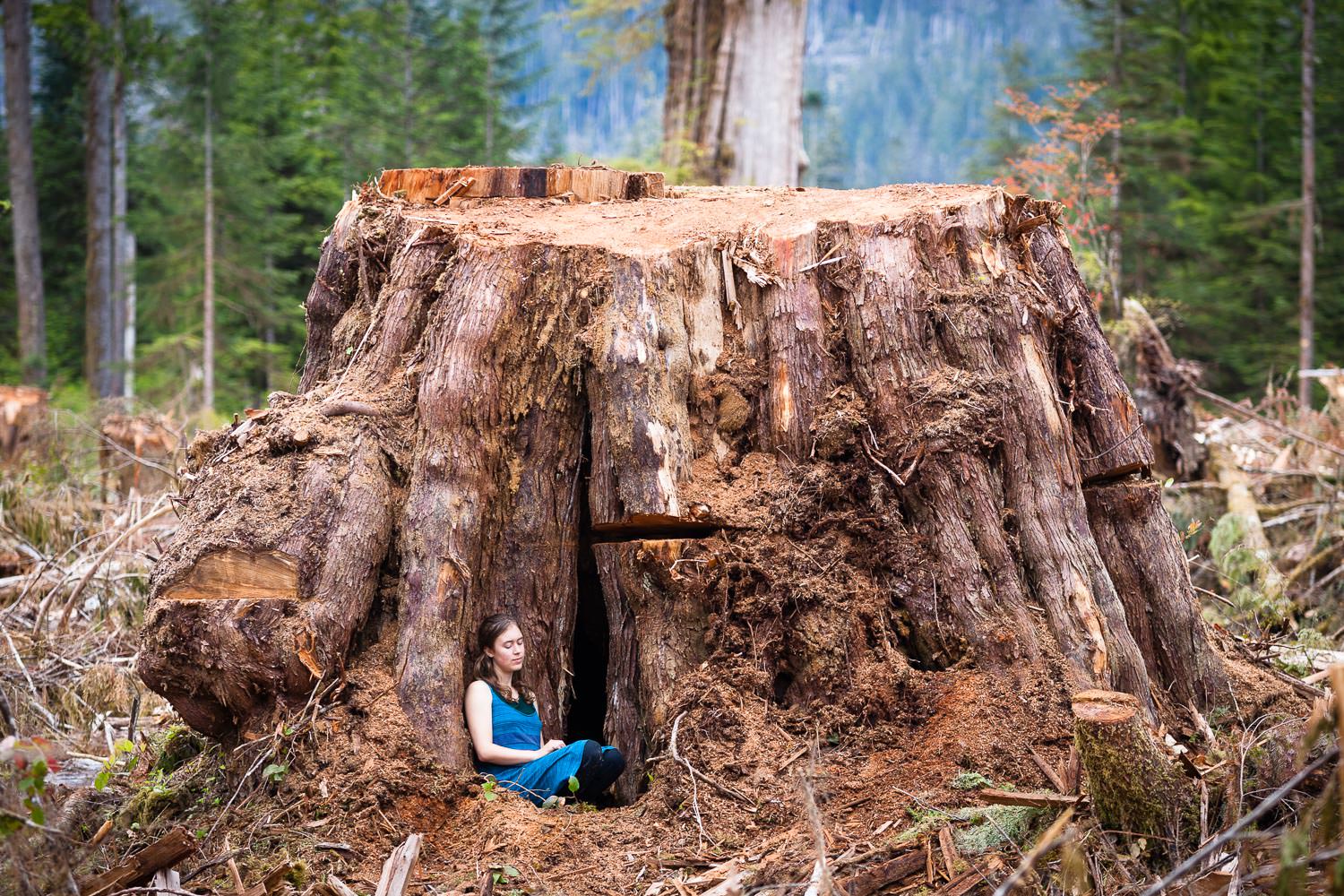 klanawa-valley-giant-cedar-stump