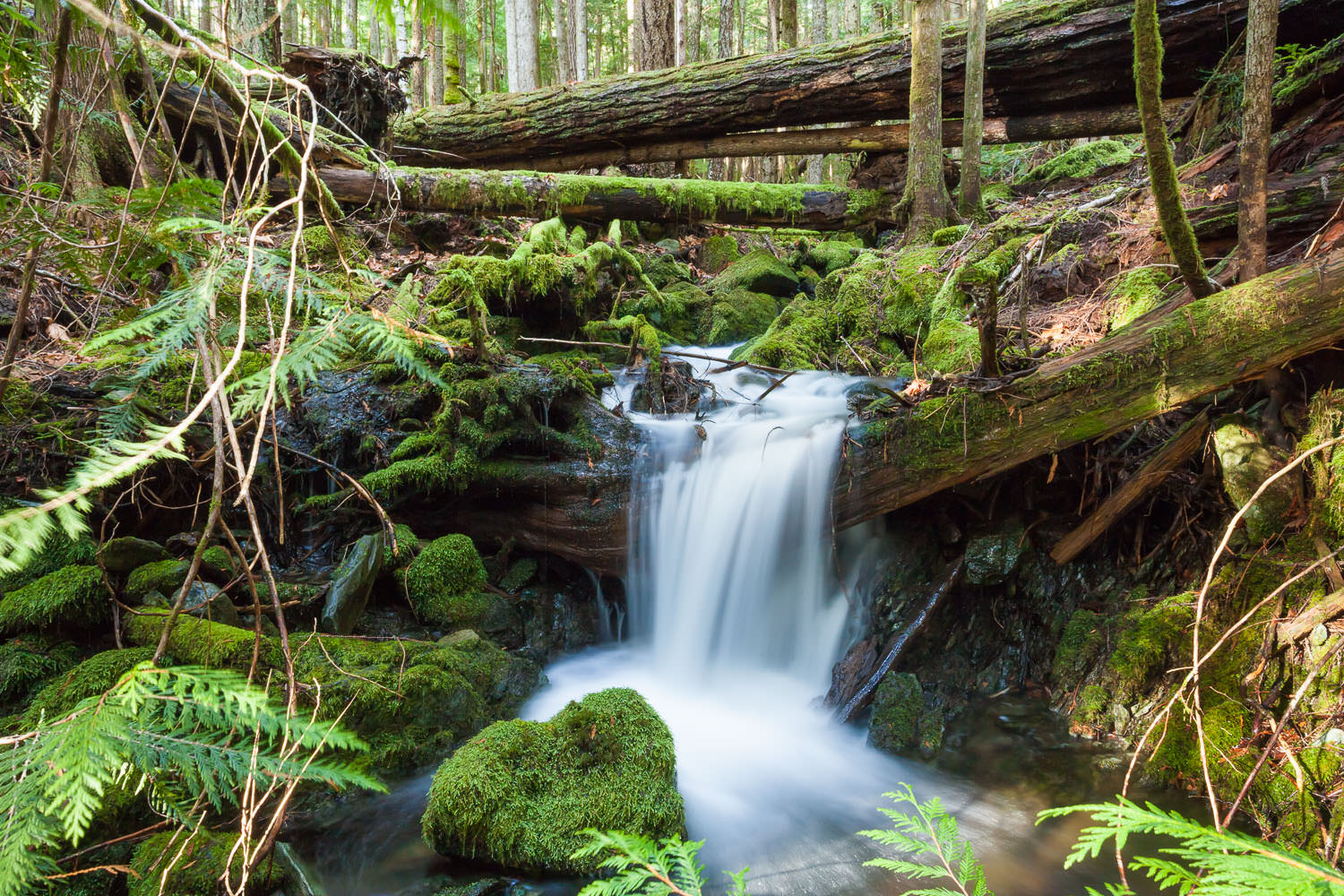 Waterfall on Mt. Horne, the hillside above Cathedral Grove - Island Timberlands private lands.