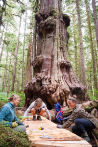 Constructing a walkway by the burly tree in the Lower Grove!