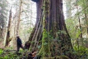 Port Renfrew Chamber of Commerce President Dan Hager with the Tolkien Giant tree in the endangered Central Walbran Valley.