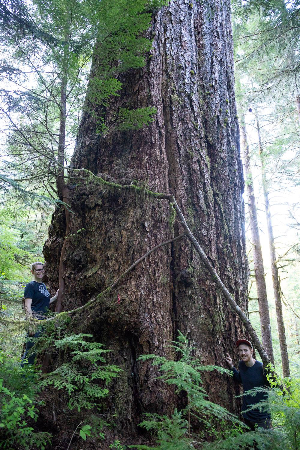 The Alberni Giant, Canada's 5th widest known Douglas-fir tree. This tree grows in the Nahmint Valley near Port Alberni. Sadly, a recently clearcut came to within 10-20 m of the tree.