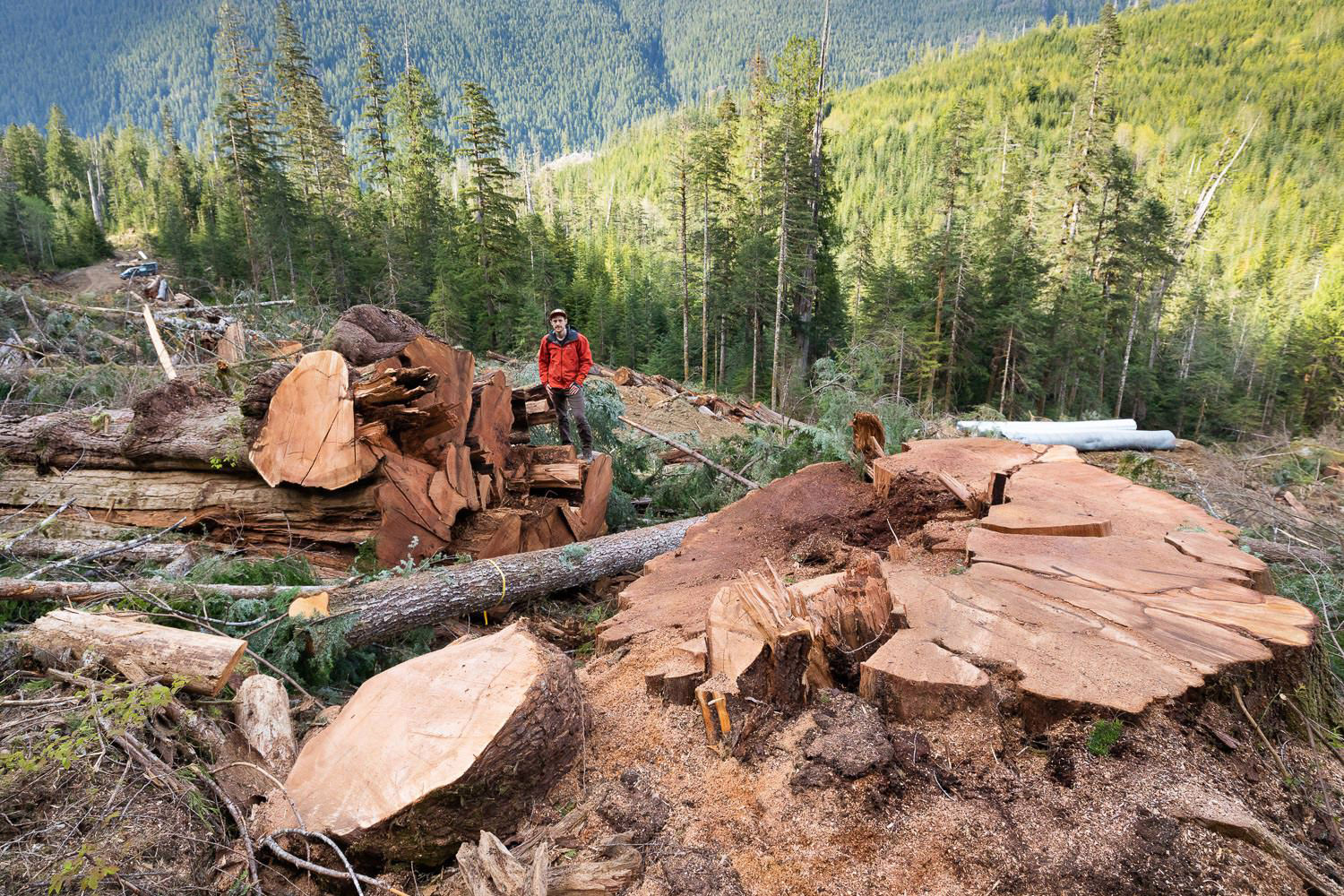 Nahmint Valley - BC Timber Sales