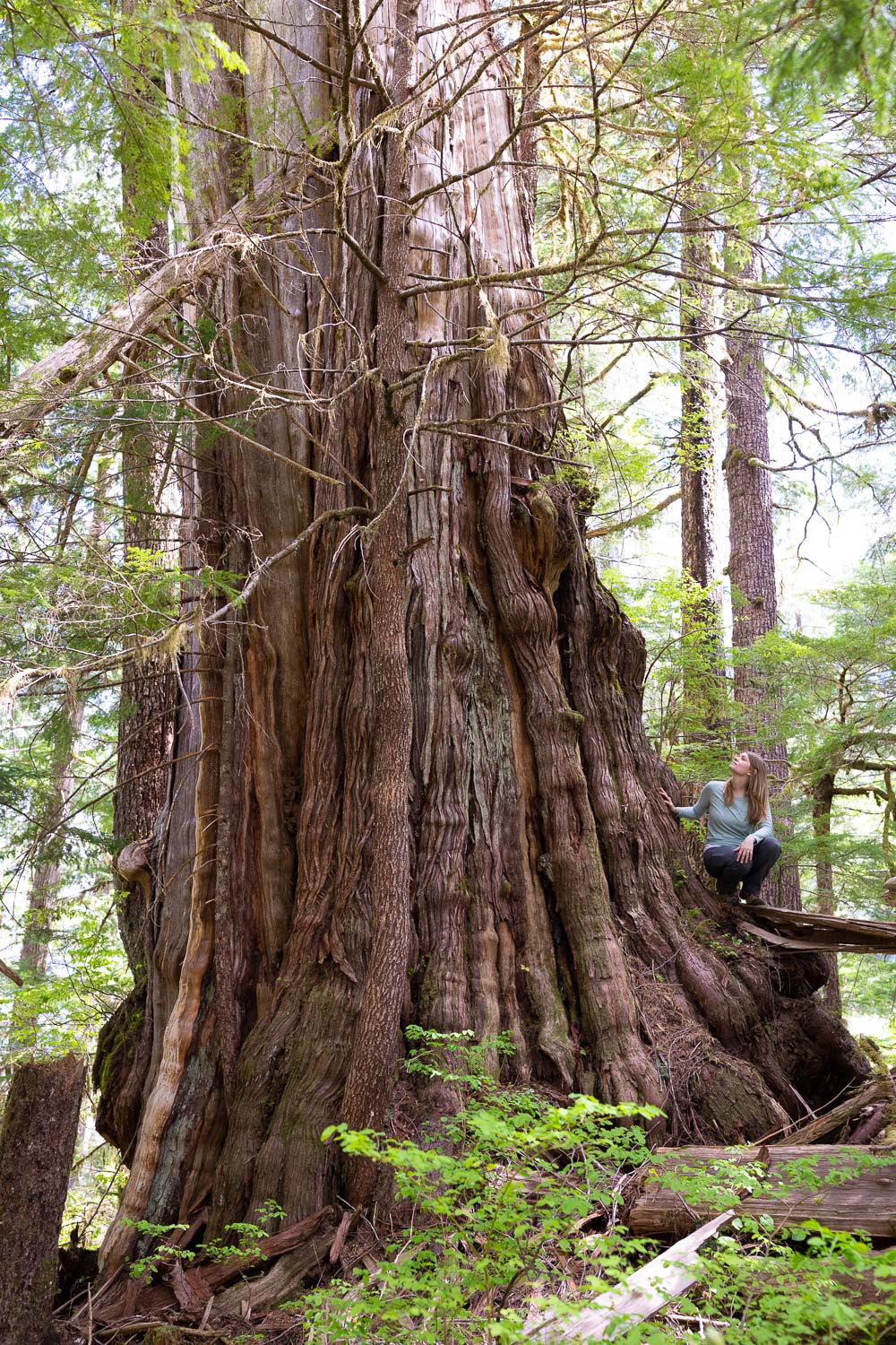 Nahmint Valley - unprotected western redcedar tree