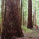 Jane Morden of the Port Alberni Watershed Forest Alliance photographs giant Douglas-fir trees in the Cameron Valley near Port Alberni.