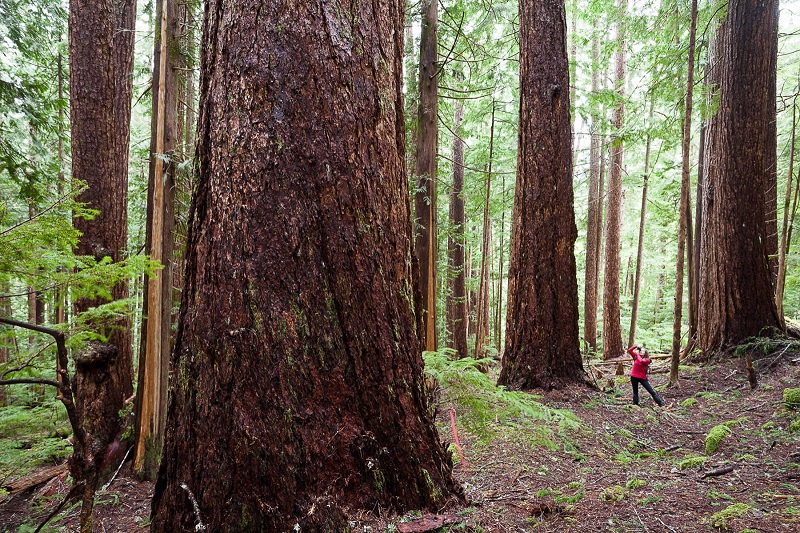 Jane Morden of the Port Alberni Watershed Forest Alliance photographs giant Douglas-fir trees in the Cameron Valley near Port Alberni.