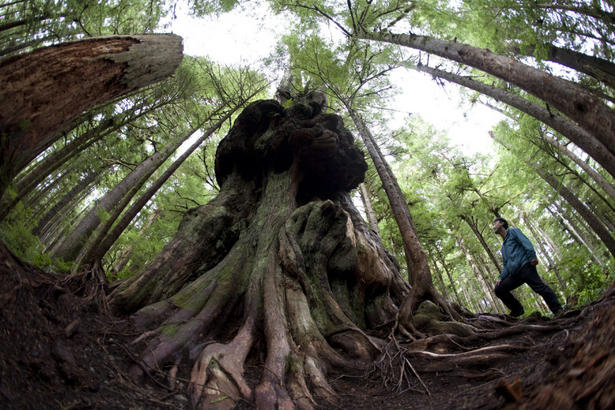 Ken Wu of the Ancient Forest Alliance stops to look at Canada's Gnarliest tree in the Avatar Old Growth Forest near Port Renfrew on Vancouver Island