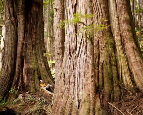 Christy Clark Grove