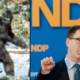 “The NDP’s environment platform is like a blurry moving sasquatch video in regards to potential old-growth forest protections and park creation – you can’t discern if it’s real and significant