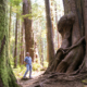 Port Renfrew Chamber of Commerce President Dan Hager checking out the ancient trees in the Lower Avatar Grove.