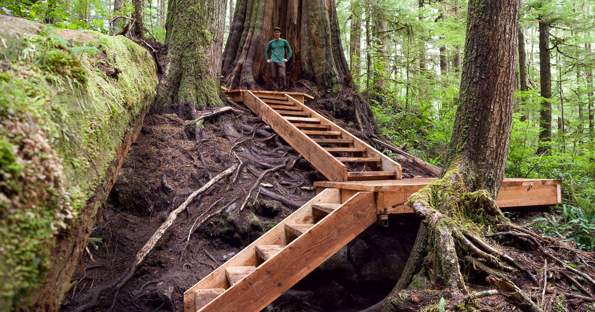 Boardwalk in the Upper Avatar Grove