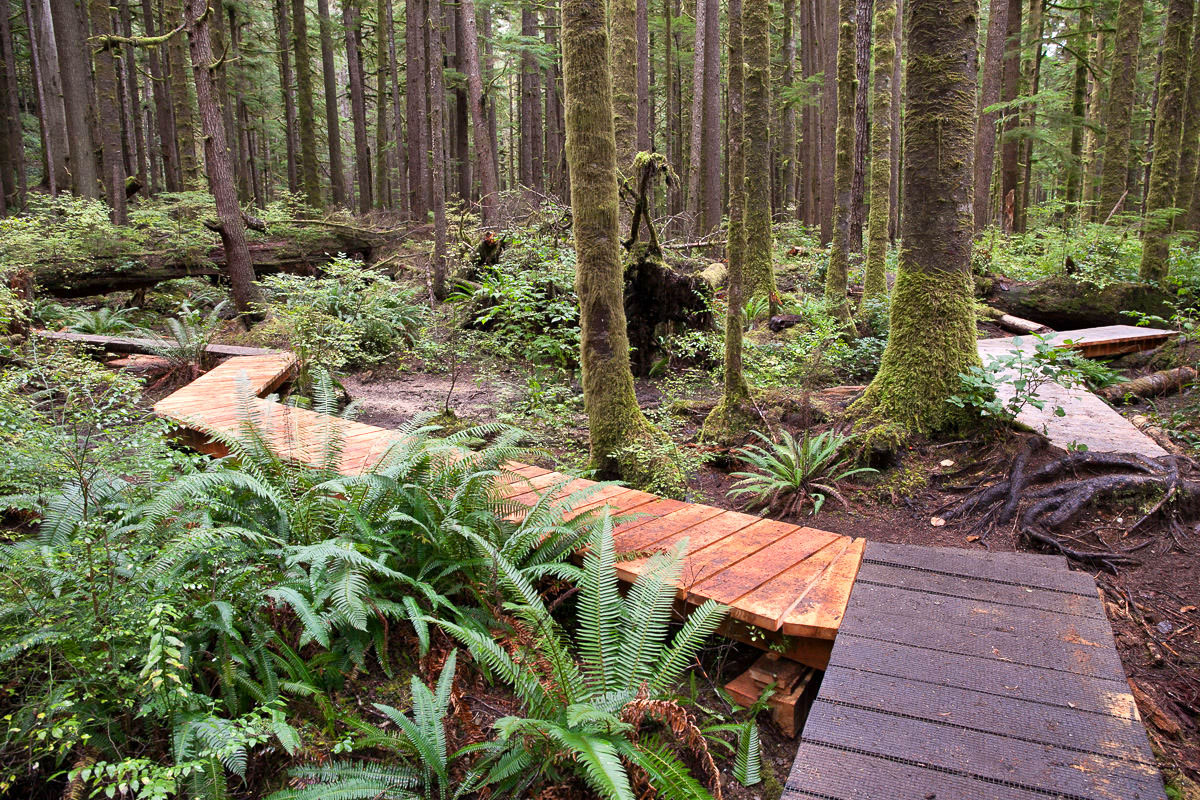 Recent boardwalk additions in the lower grove which span the area prone to Winter flooding.