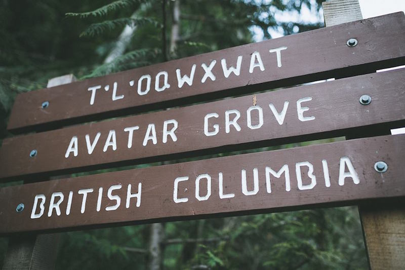 Signage at the start of the Avatar Grove trail