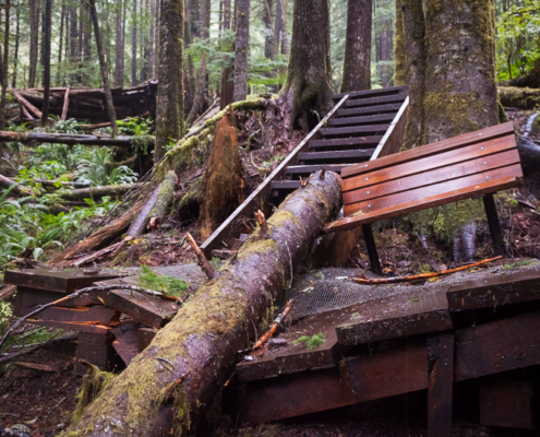 A section of boardwalk damaged in the Lower Grove by a falling hemlock tree.