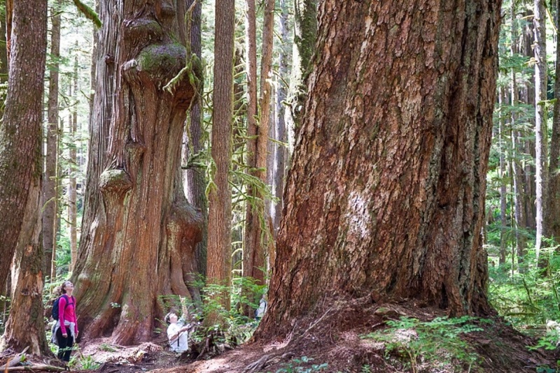 Avatar Grove's Old-Growth Trees