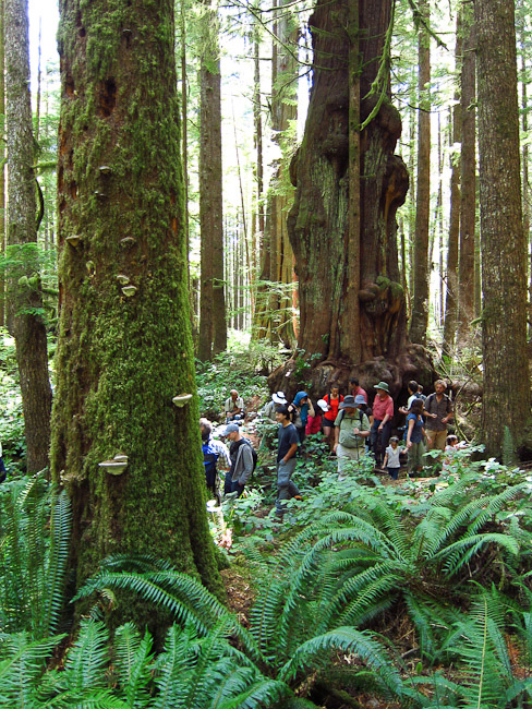 Hikers walk through the Avatar Grove during last year's Biodiversity Hike.