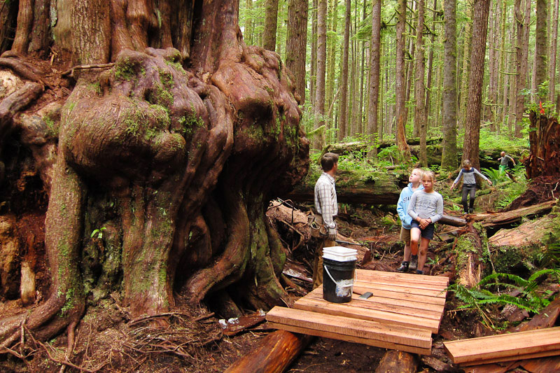 New construction of boardwalk near the biggest cedar tree in the Lower Avatar Grove.