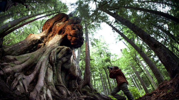 AFA's photographer TJ Watt takes a shot of "Canada's Gnarliest Tree" in the Upper Avatar Grove