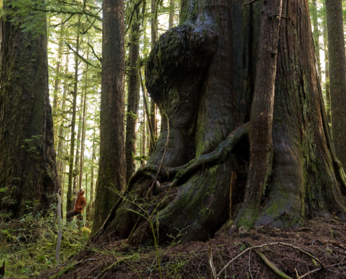 Avatar Grove