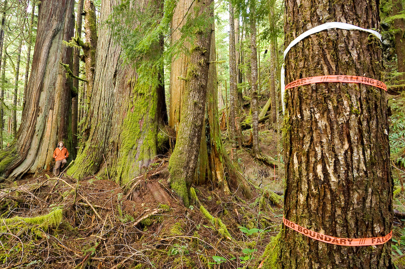 Flagging tape marked "Falling Boundary" in the lower Avatar Grove when the forest was initially surveyed for logging.