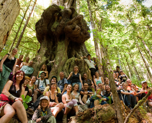 A large group of hikers crowd around the massive redcedar dubbed "Canada's Gnarliest Tree" during an Ancient Forest Alliance led public hike to the Avatar Grove in summer 2010.