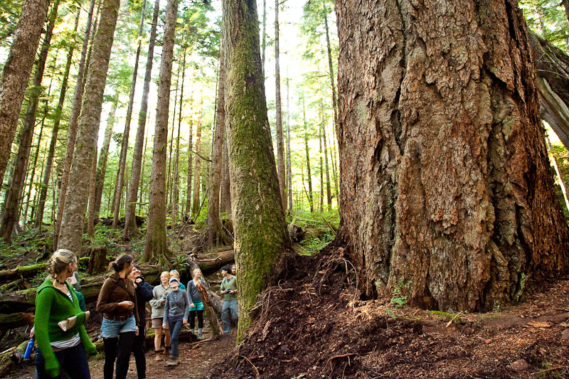 A large group of visitors walk through the Lower Avatar Grove. A boardwalk will help protect the Grove's ecological integrity