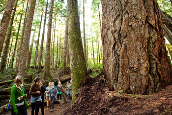 Hikers walk past a giant Douglas-fir in the Lower Avatar Grove.
