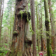 A hiker takes photos of a giant redcedar in the lower Avatar Grove.