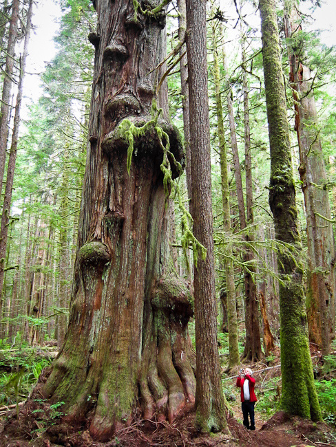 A hiker takes photos of a giant redcedar in the lower Avatar Grove.