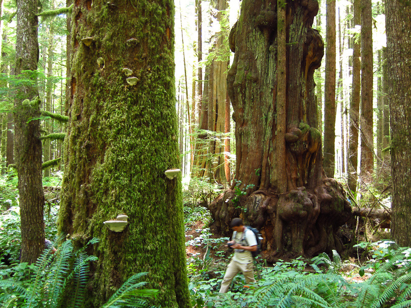 A hiker walks through the giant trees of the Lower Avatar Grove.