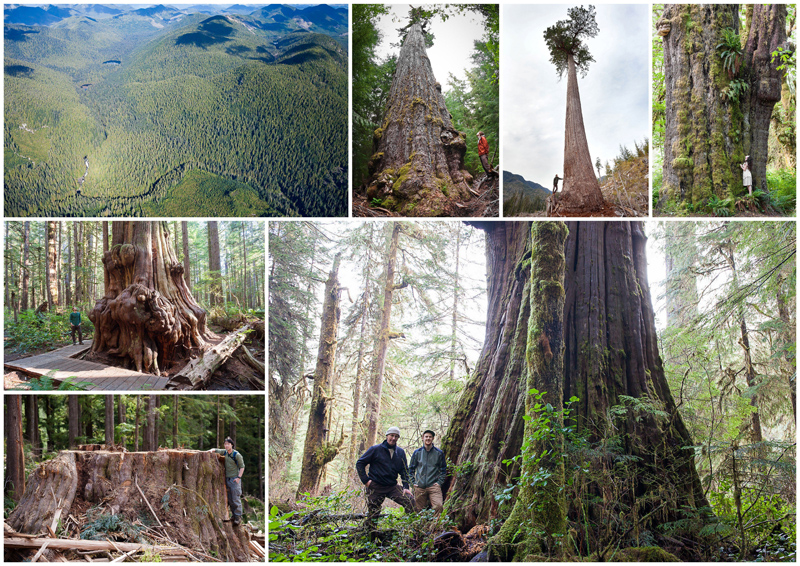 Port Renfrew is home to some of the finest ancient forests and largest trees in Canada