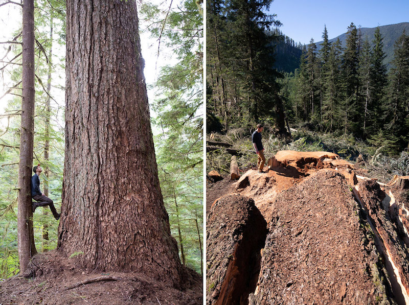 Ancient Forest Alliance campaigner TJ Watt stands next to Canada's 9th-widest Douglas-fir tree