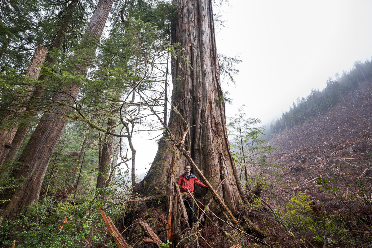 VIDEO: What Will it Take to Save BC’s Old-Growth Forests?