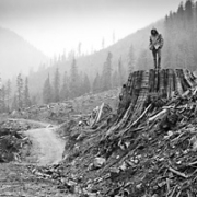 A backcountry explorer in a Gordon River Valley clearcut