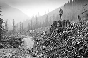 A backcountry explorer in a Gordon River Valley clearcut