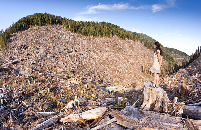 URGENT:  BC’s FOREST RESERVES in PERIL!   PLEASE WRITE-IN and SPEAK UP!