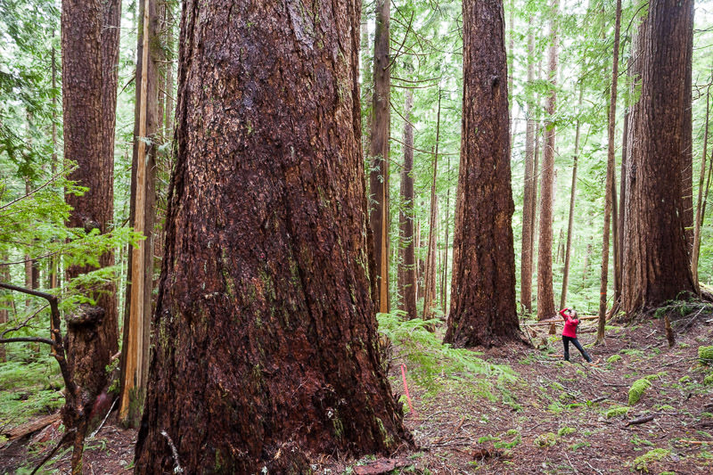 Port Alberni Watershed Forest-Alliance's Jane Morden stands amongst old-growth Douglas-fir trees in the Cameron Valley Firebreak