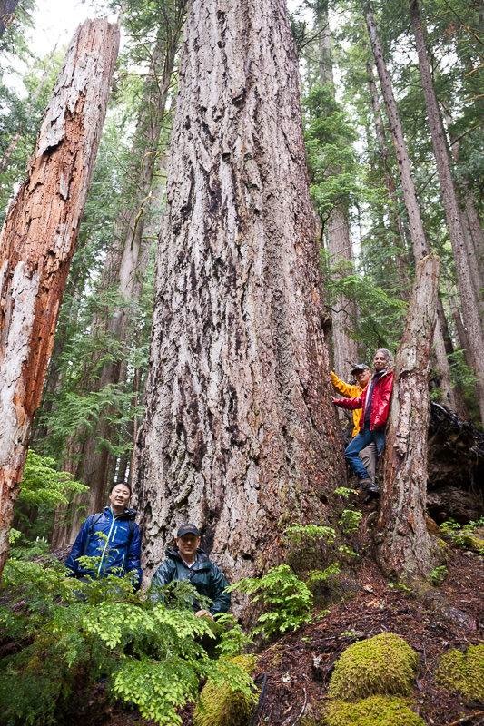 Photo Gallery: Cameron Valley Ancient Forest with the Vancouver Sun