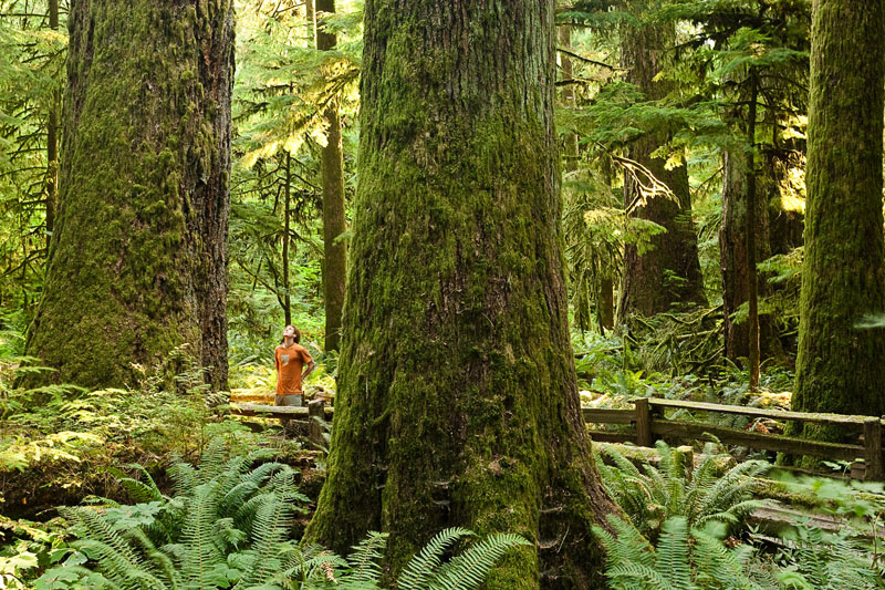 Ancient Forest Alliance campaigner and photographer TJ Watt stands amongst giant trees along a trail in Cathedral Grove.