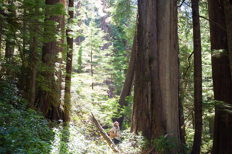 Ancient Forest Alliance's Jackie Korn stands amongst incredible old-growth redcedar trees in proposed cutblock 4412 in the Central Walbran Ancient Forest.